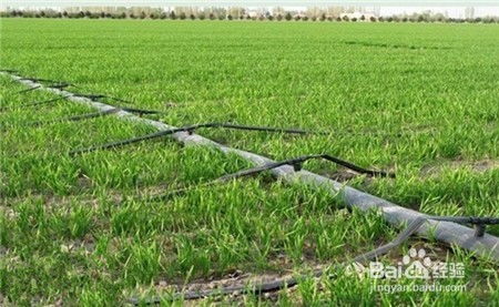 小麥春季首次肥水管理與軟件開發(fā) 一個(gè)關(guān)于精準(zhǔn)與流程的跨界思考